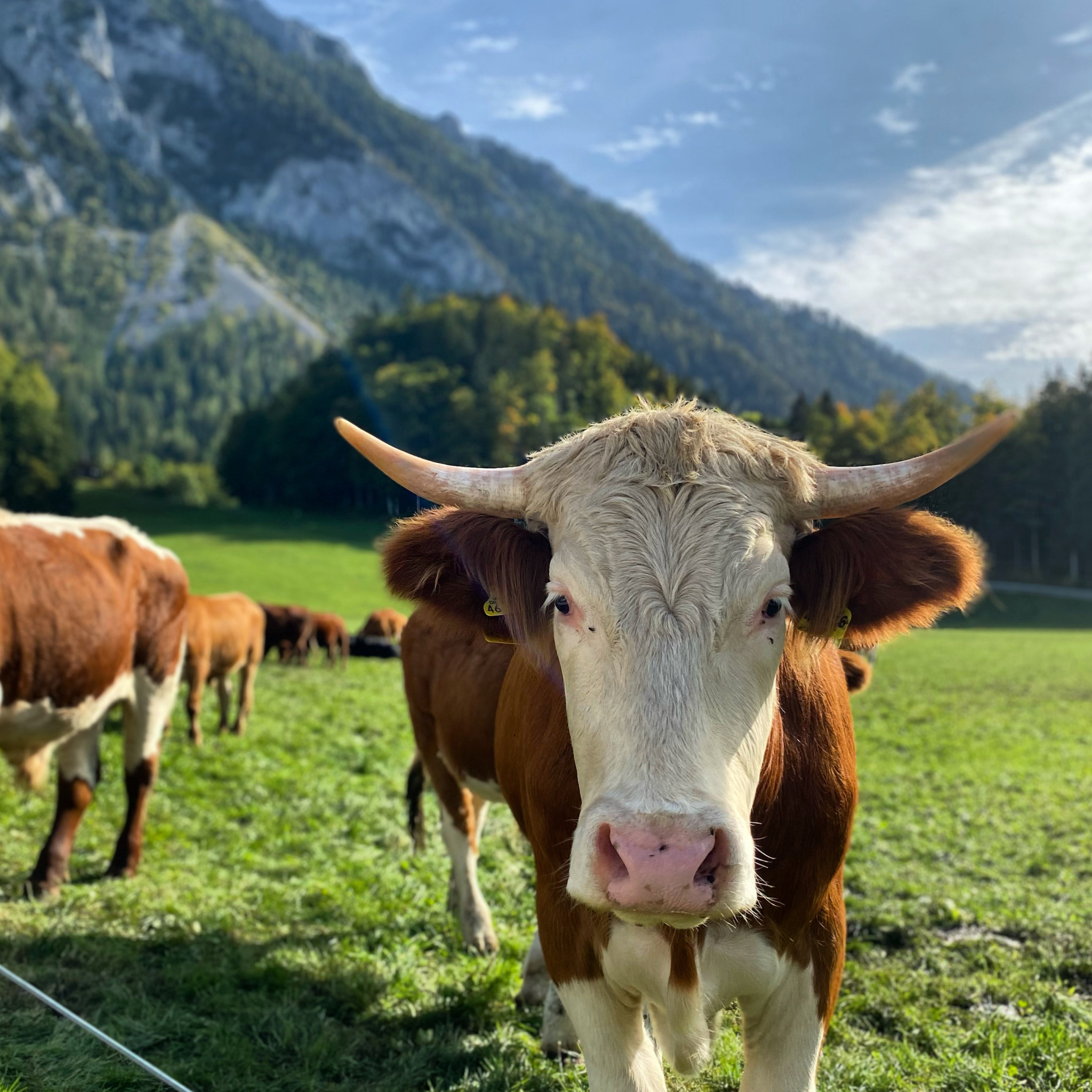 Knoglerhof_Landwirtschaft_Kühe_Bio-Bauernhof